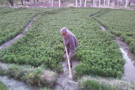 آسیب جدی دشت‌های اردبیل  به دلیل مصرف بی‌رویه  آب کشاورزی