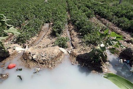 ادعای آبیاری زمین های کشاورزی تبریز با فاضلاب کذب است