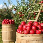 سیب آذربایجان شرقی در سبد میوه کشورهای آسیایی و اروپایی