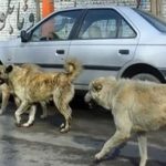 لزوم اقدام جدی شهرداری شهرداری تبریز برای جمع‌آوری سگ‌های بدون صاحب