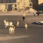 «سگ‌های ولگرد» ماحصل توسعه غیراصولی تبریز است