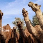 اصلاح نژاد و توسعه پرورش شتر؛ راهبرد آذربایجان شرقی برای سازگاری با خشکسالی