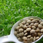 ورزقان، قطب تولید عدس در آذربایجان شرقی