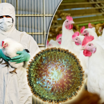 زنگ خطر آنفلوآنزای پرندگان در آذربایجان شرقی