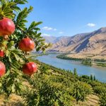 تولید سالانه بیش از ۱۰ هزار تن انار در آذربایجان‌شرقی